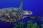 turtlechase.jpg