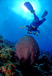 11barreldiver.jpg