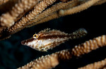12filefish.jpg