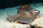 18stingray.jpg