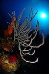 19reefscenic.jpg