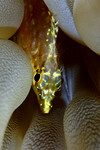 verticalblenny.jpg