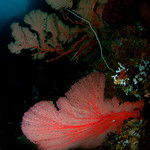 20091118_indo_2722-Edit-Edit