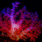 20091117_indo_2178-Edit-Edit-Edit