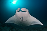 20100331_maldives_0934