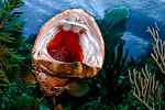 20100624_cayman_3355-Edit-2